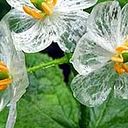 Teresina Lloses Salvado