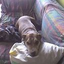 croca_2