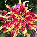 Lynda Nardone