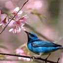 Maria do Carmo dos Santos Silva