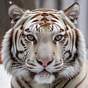 Francisco Erenas Rivas