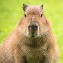 mohawked