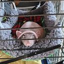 Jola Romantowska-Tomosz