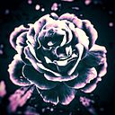 Rosa R
