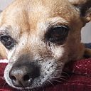 Edgar Alberto Rosas Ramirez