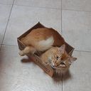 Ana Paula Verdenelli