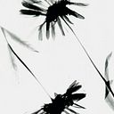 Ingrid Louis