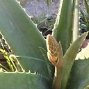 Karime Trujano Ayala