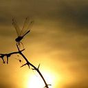 marion_guihard