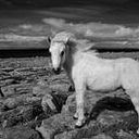 Fergal Flannery