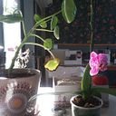 Marcela Yevenes Cantillana