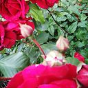 Pilar Alonso Rodríguez