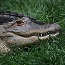 Michel Tartarotti Angeloni