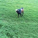 Silvestre Reyes Cruz