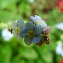 patriciaperaltaramirez