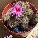 Cecilia Scevola