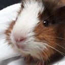 Kim Bảo Ngọc Nguyễn