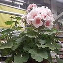 Emilce Sanchez Roque