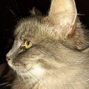 Zelna van Schalkwijk