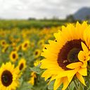 Natalia Mendoza Maury