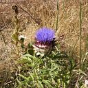 Mirtha Graciela Ancalao