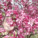Wildcherry Tree