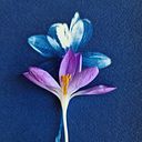 Carasco / Emilie Lacour