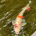 Stefanía PH Art Negociable