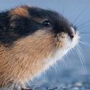 Gabriel Castillo Ramírez