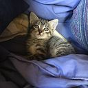 escaparvolandounrato