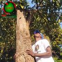 Adérito Ufolo Griot