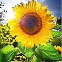 Raelma C. S. e Silva