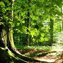 Vivian Hespanholetto