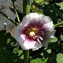 Harquis Castillo de León