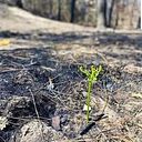 Hanna De la Chapelle