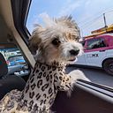 Renato Hernández Castillo