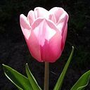 Małgorzata Wołukanis