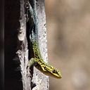 YOHANA BUSTAMANTE BRAVO