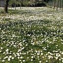 Maria Antonietta del Sole