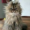 Alfonso Zetina Steele