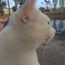 Matheus Gotti Rapozo