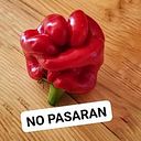 Laetitia Lemaire-Amiot