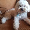 mercedescaraballo762