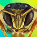 Irina Petrova Adamatzky