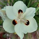 Stephanie Bryant Eyles