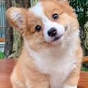 FABIO HENRIQUE OLIVEIRA SALES