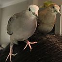 Luis Fernando Corrales Salinas