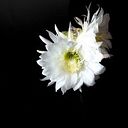 Begoña Cisneros Belenguer