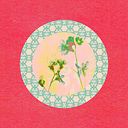 Taija Ala-Vannesluoma