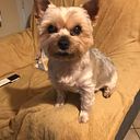 simone simone LADNER - carossino